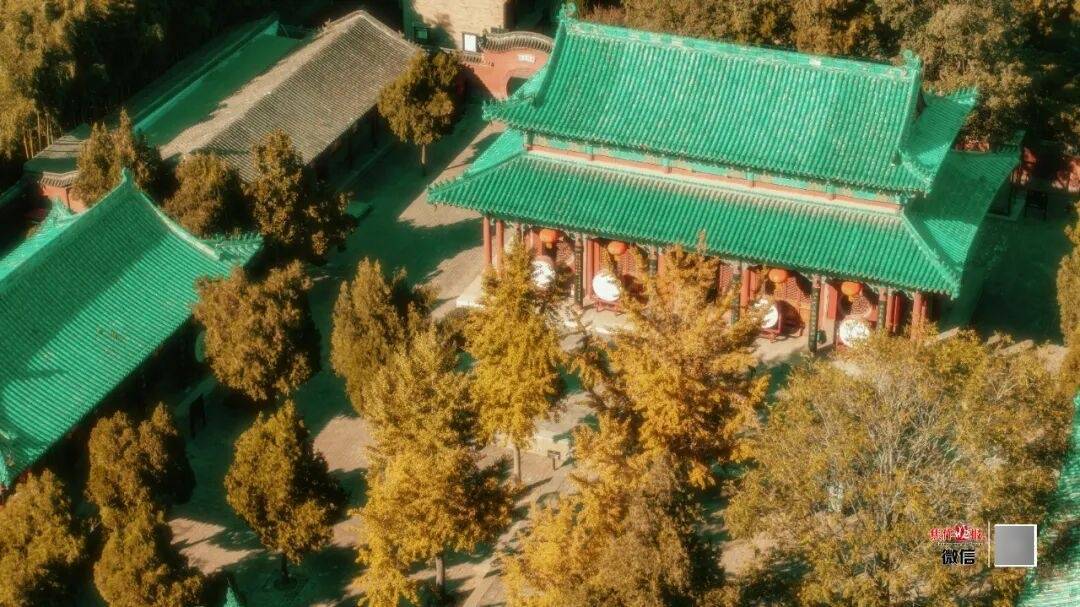 银杏金黄!铺满焦作的秋天!