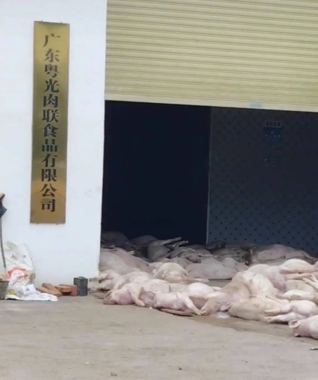 广东一肉联公司门口堆满死猪,官方:7人被控制